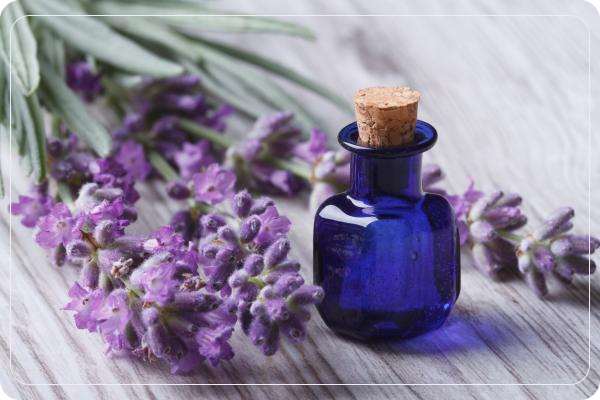 Lavender Oil