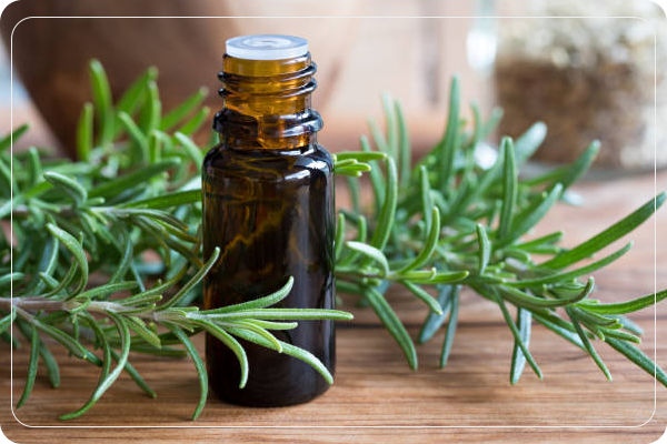 Rosemary Oil